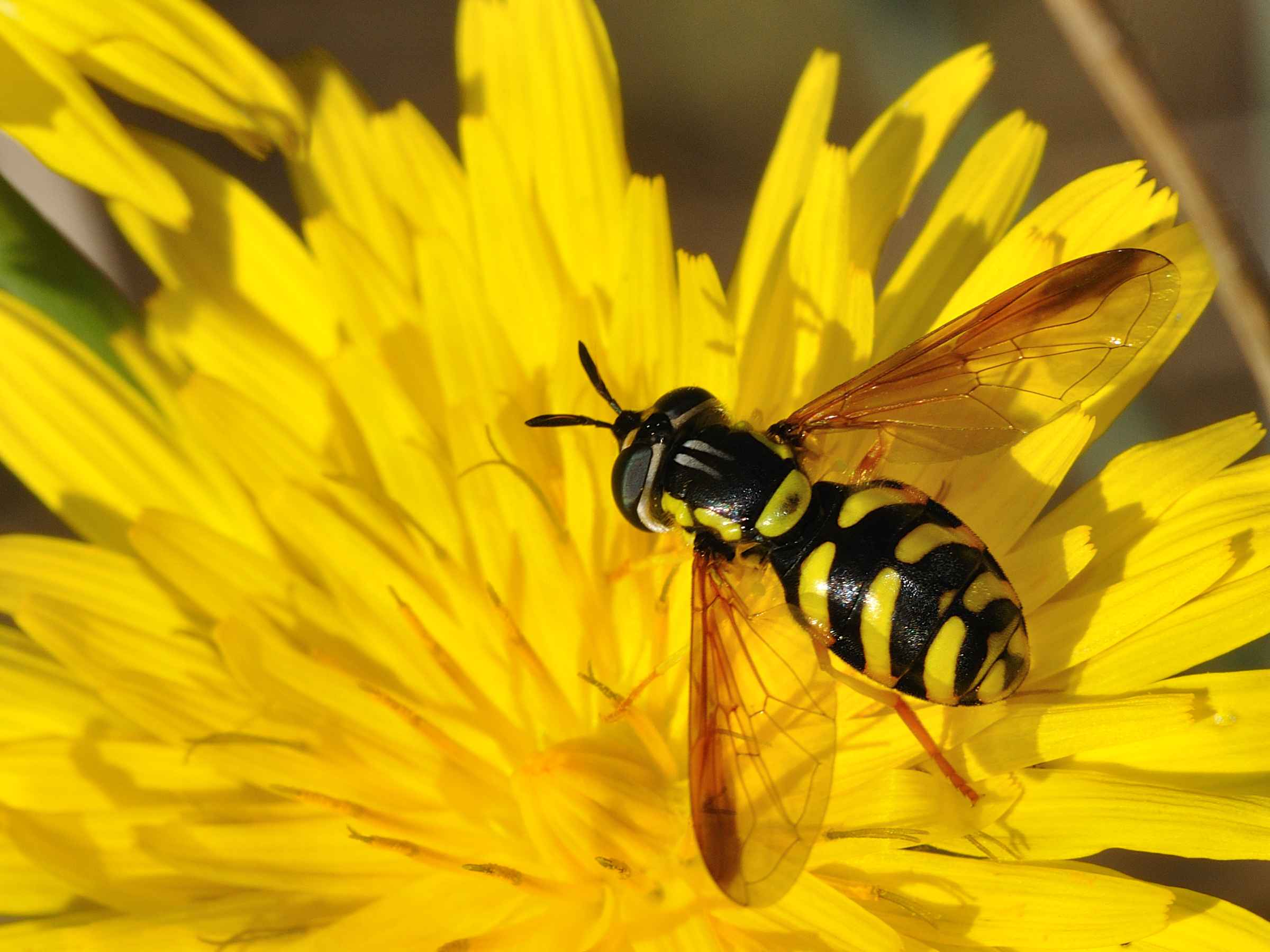 Conferma per Chrysotoxum intermedium femmina